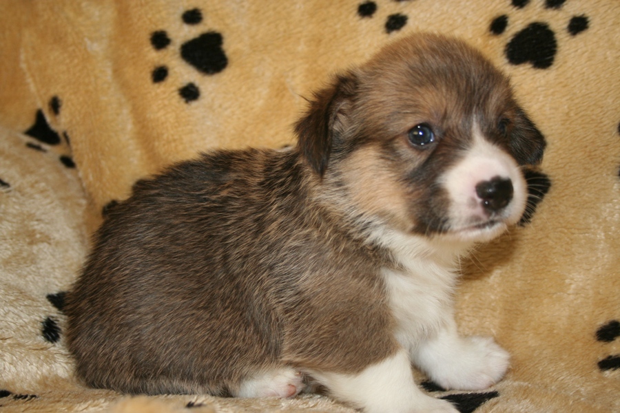 Puppies